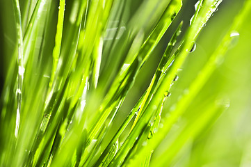 Image showing Green grass background