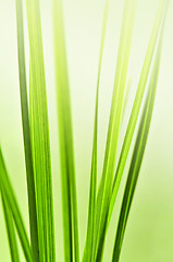 Image showing Green grass background