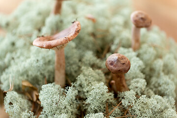 Image showing lactarius rufus mushrooms in reindeer lichen moss