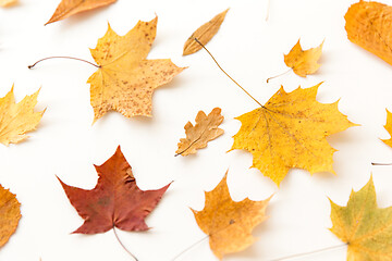 Image showing dry fallen autumn leaves on white background