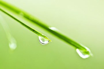 Image showing Green grass blades with water drops