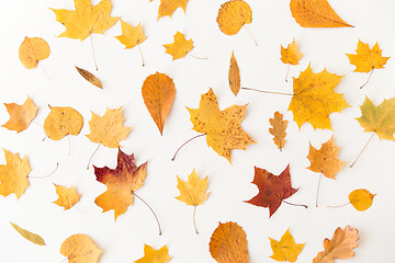 Image showing dry fallen autumn leaves on white background