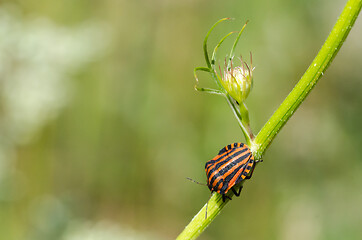 Image showing Striped insect close up