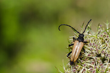 Image showing Male Red-brown Longhorn Beetle close up