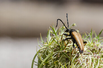 Image showing Longhorn beetle close up