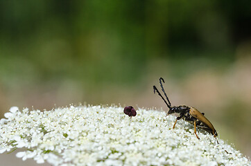 Image showing Longhorn beetle on a wild carrot flower