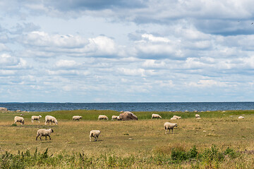 Image showing Grazing sheep by the coast of the Baltic Sea