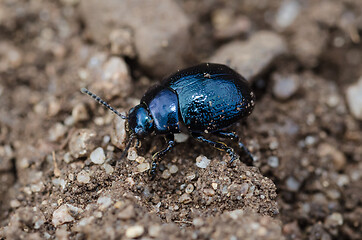 Image showing Black metallic Leaf Beetle close up