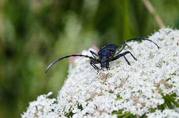 Image showing Capricorn Beetle close up