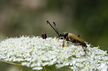 Image showing Red-Brown Longhorn Beetle close up