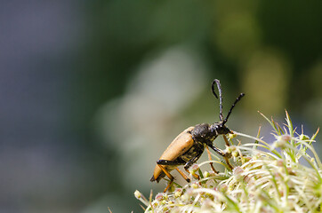 Image showing Portrait of a Red-brown Longhorn Beetle