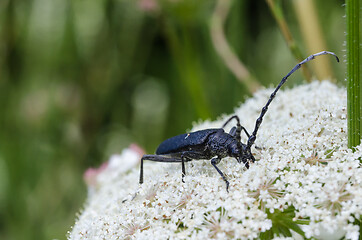 Image showing Capricorn Beetle on a white flower