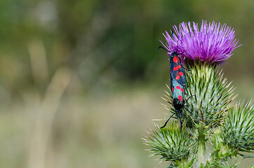 Image showing Mating spotted burnet