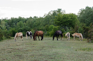 Image showing Grazing horses in a forest glade