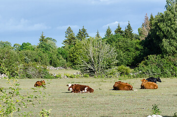 Image showing Calm view with resting cattle