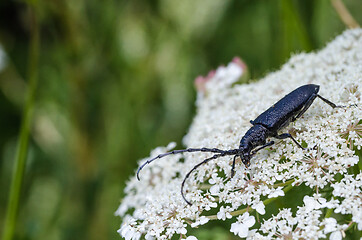 Image showing Black longhorn beetle close up