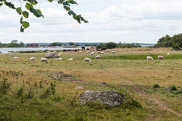 Image showing Grazing sheep in a coastal landscape