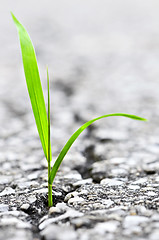 Image showing Grass growing from crack in asphalt