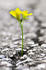 Image showing Flower growing from crack in asphalt