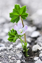 Image showing Flower growing from crack in asphalt