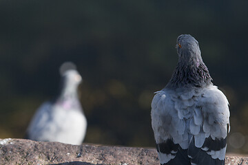 Image showing Pigeon