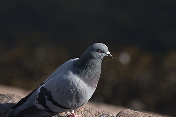 Image showing Pigeon