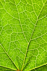 Image showing Green leaf texture