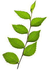 Image showing Branch with green leaves