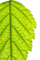 Image showing Isolated tree leaf