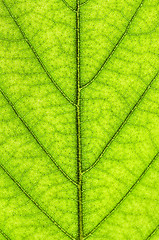 Image showing Green leaf texture