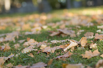 Image showing Autumn Leafs