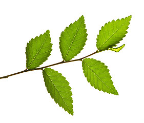 Image showing Branch with green leaves