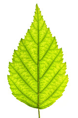 Image showing Isolated tree leaf