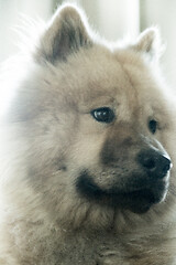 Image showing Eurasier