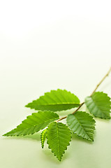 Image showing Branch with green leaves