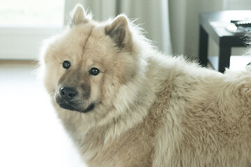 Image showing Eurasier