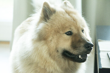 Image showing Eurasier