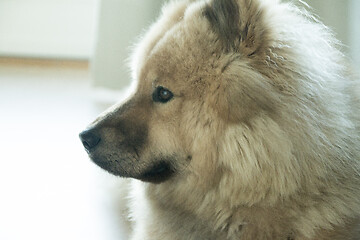 Image showing Eurasier