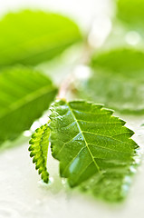 Image showing Branch with green leaves