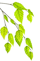 Image showing Branch with green leaves