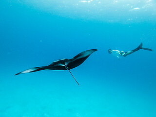 Image showing Underwater view of hovering Giant oceanic manta ray, Manta Birostris , and man free diving in blue ocean. Watching undersea world during adventure snorkeling tour on Maldives islands.