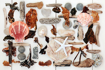 Image showing Driftwood Shell and Seaweed Abstract