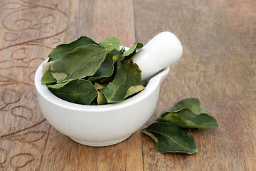 Image showing Kaffir Lime Leaf Herb