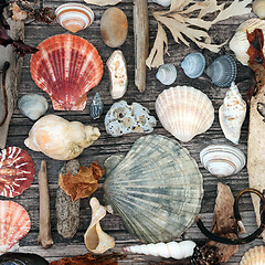 Image showing Seashell and Driftwood Abstract