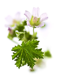 Image showing Wildflower on white background