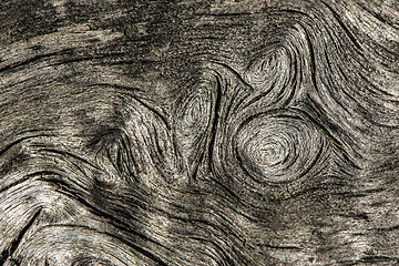 Image showing Old tree trunk, abstract background