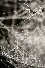 Image showing Cobweb with dew, abstract background