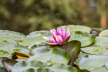 Image showing Pink waterlily flower