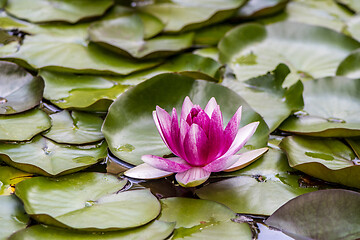 Image showing Pink waterlily flower