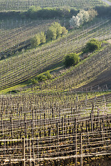 Image showing Spring landscape with vineyards.